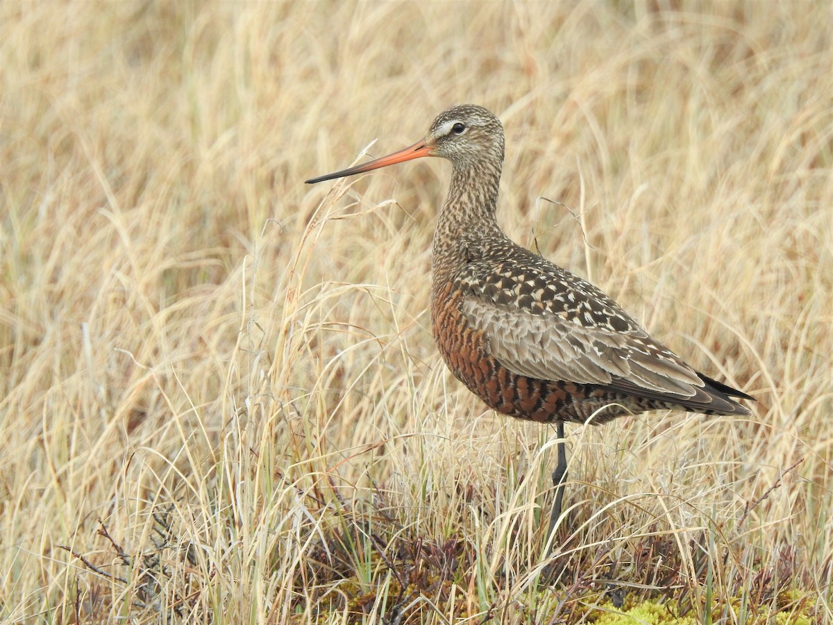 Hudsonian Godwit - ML167870931