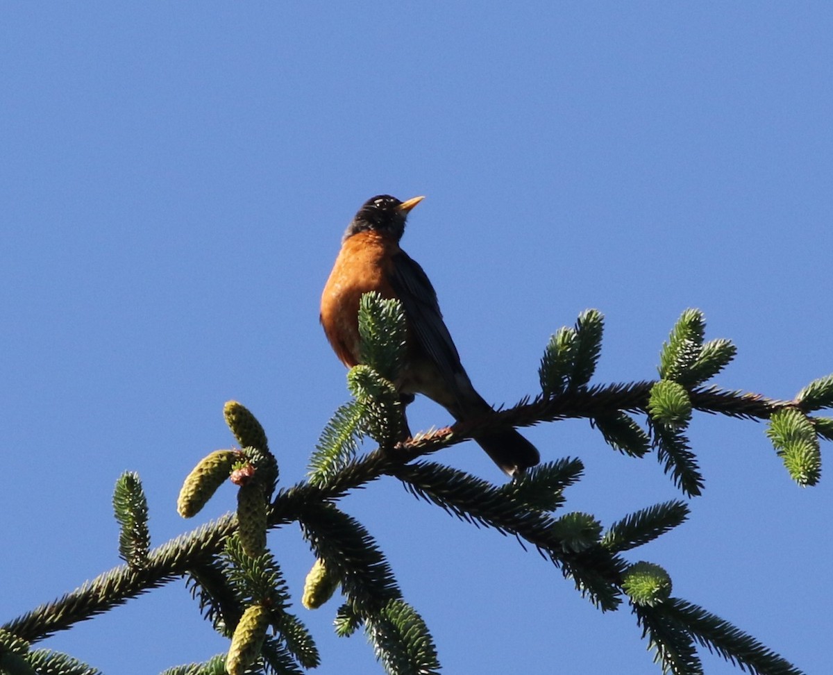 American Robin - ML167872351