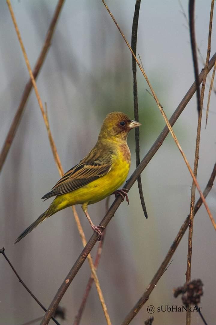 Red-headed Bunting - ML167873951