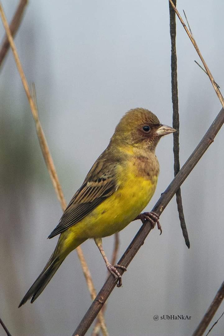 Red-headed Bunting - ML167873971