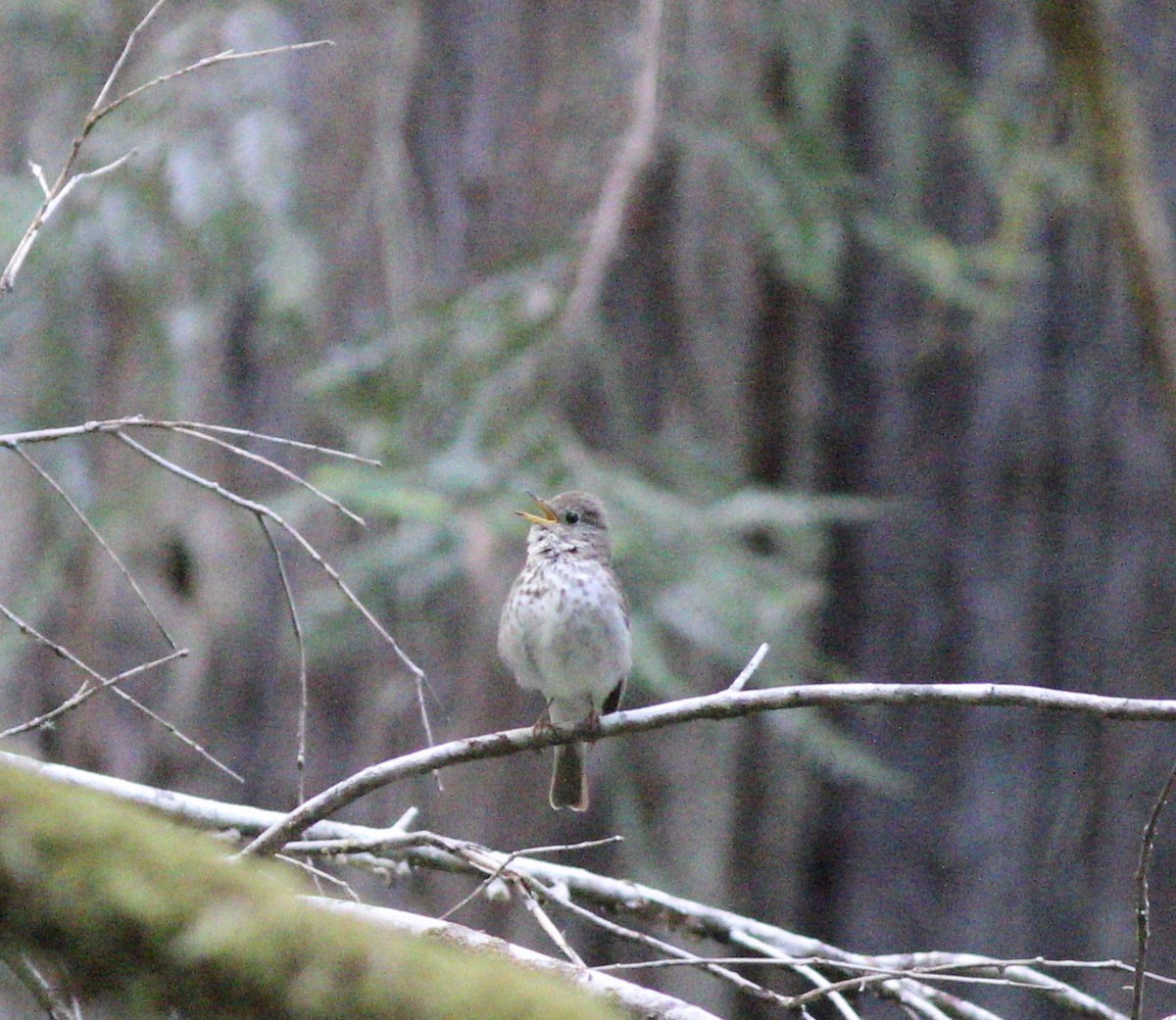 Hermit Thrush - Richard and Margaret Alcorn