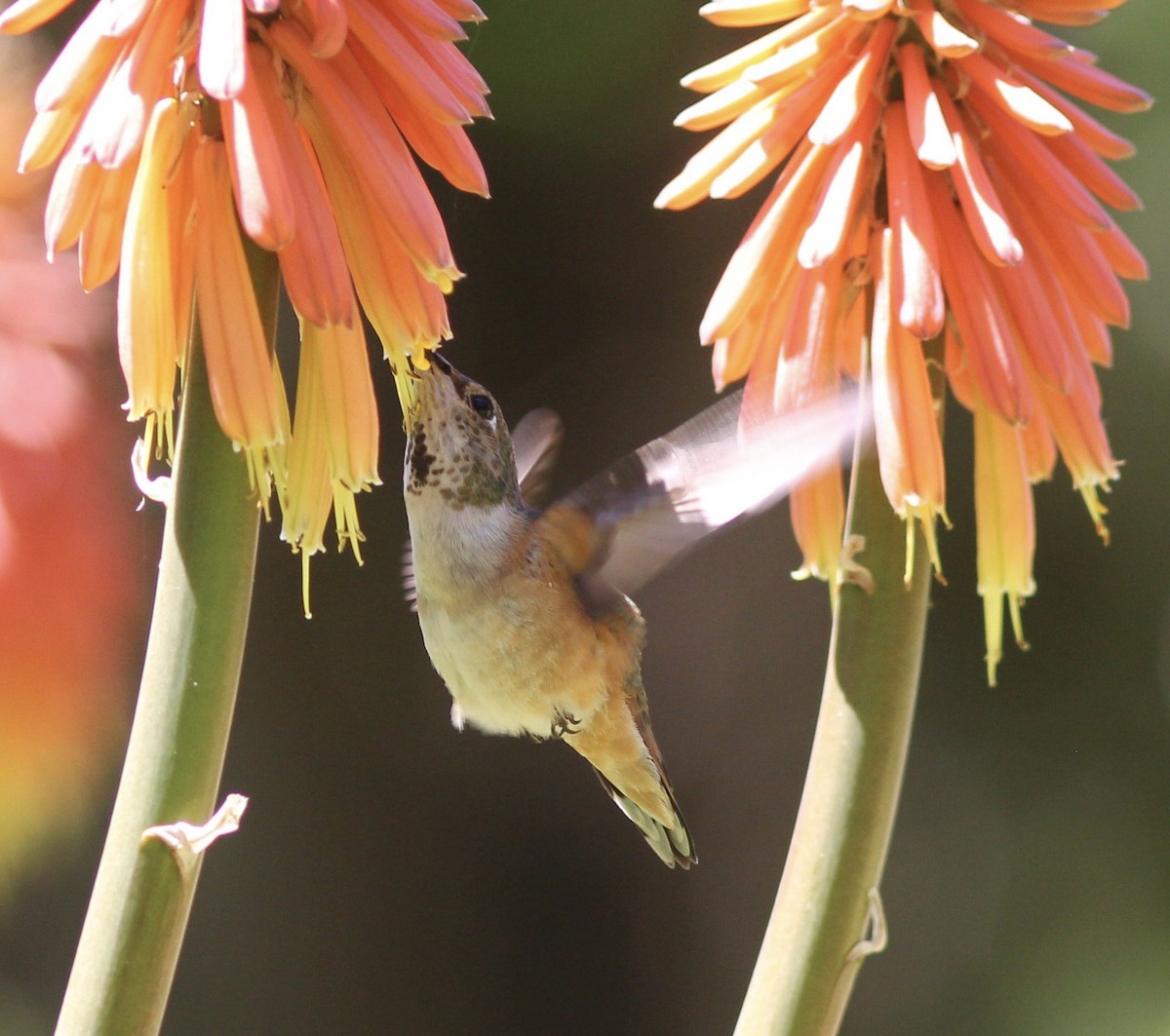 Allen's Hummingbird - Richard and Margaret Alcorn