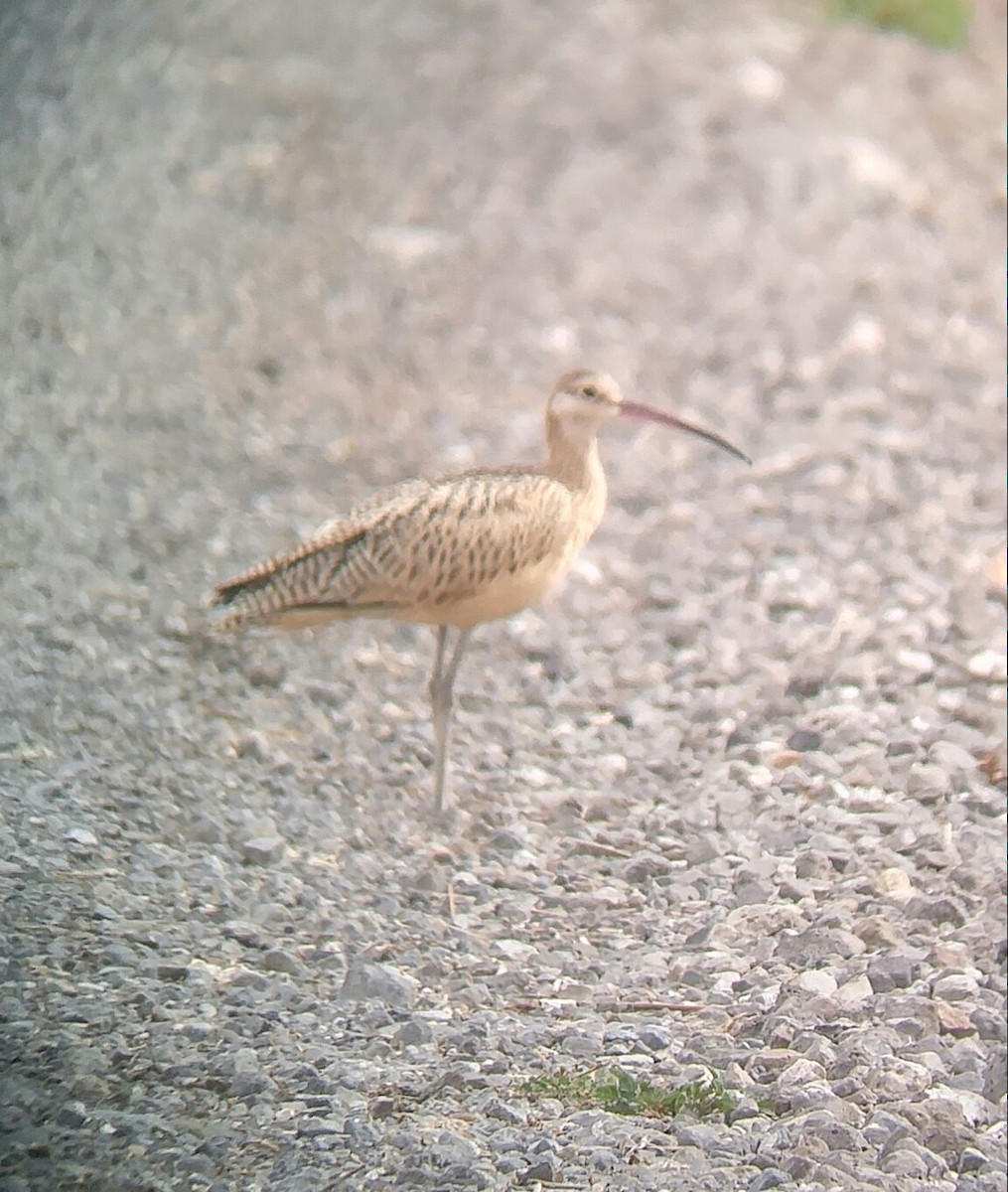 Long-billed Curlew - ML167874851