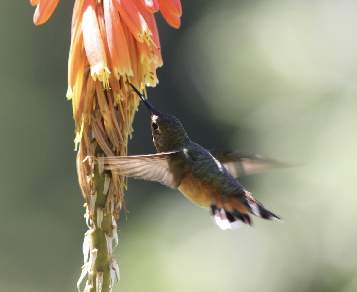 Allen's Hummingbird - Richard and Margaret Alcorn