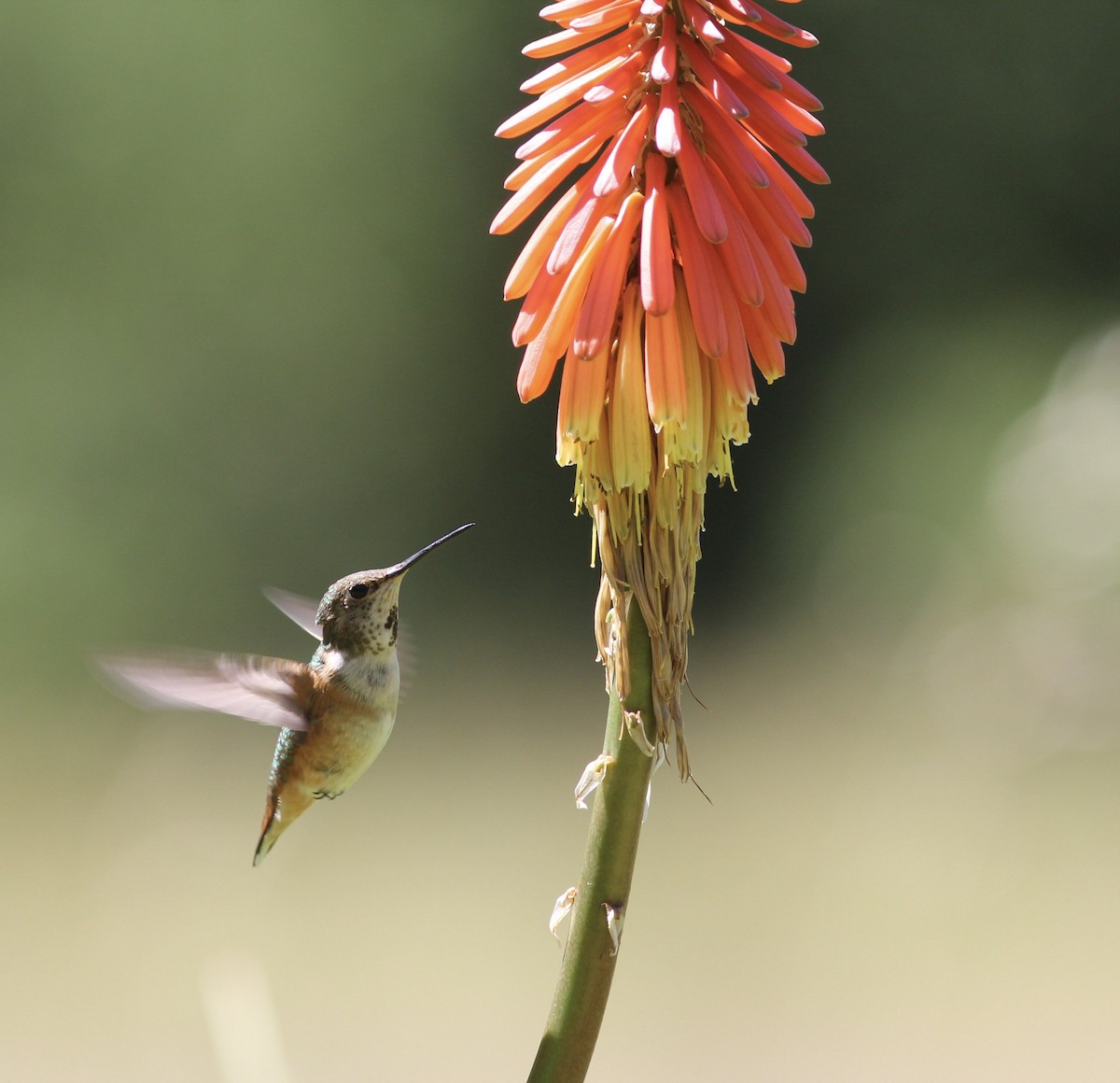Allen's Hummingbird - Richard and Margaret Alcorn
