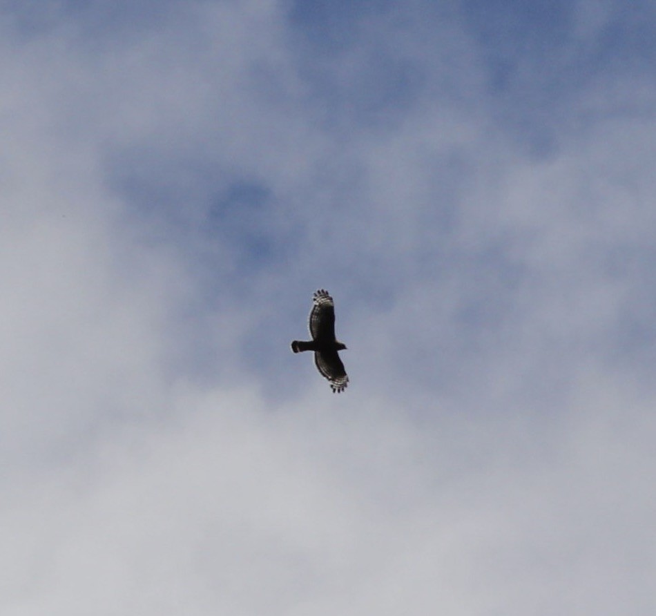 Red-shouldered Hawk - ML167874911