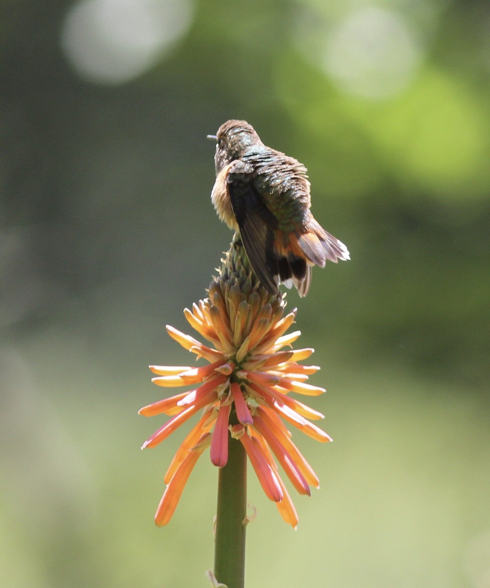 Colibrí de Allen - ML167874941