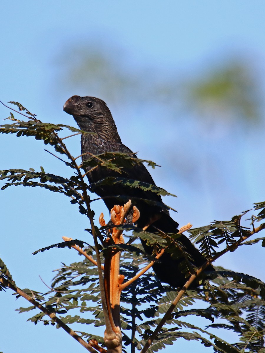 Smooth-billed Ani - ML167875891