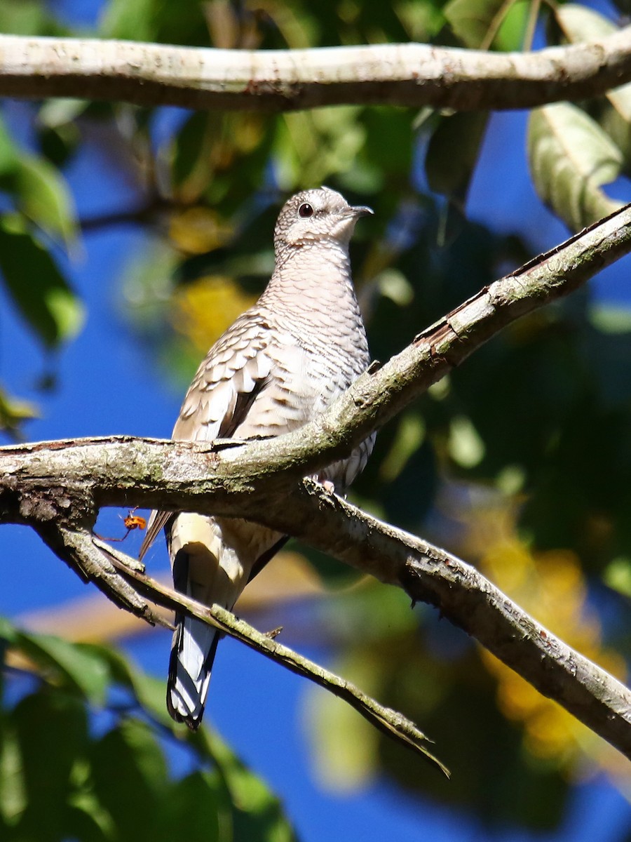 Scaled Dove - ML167875911