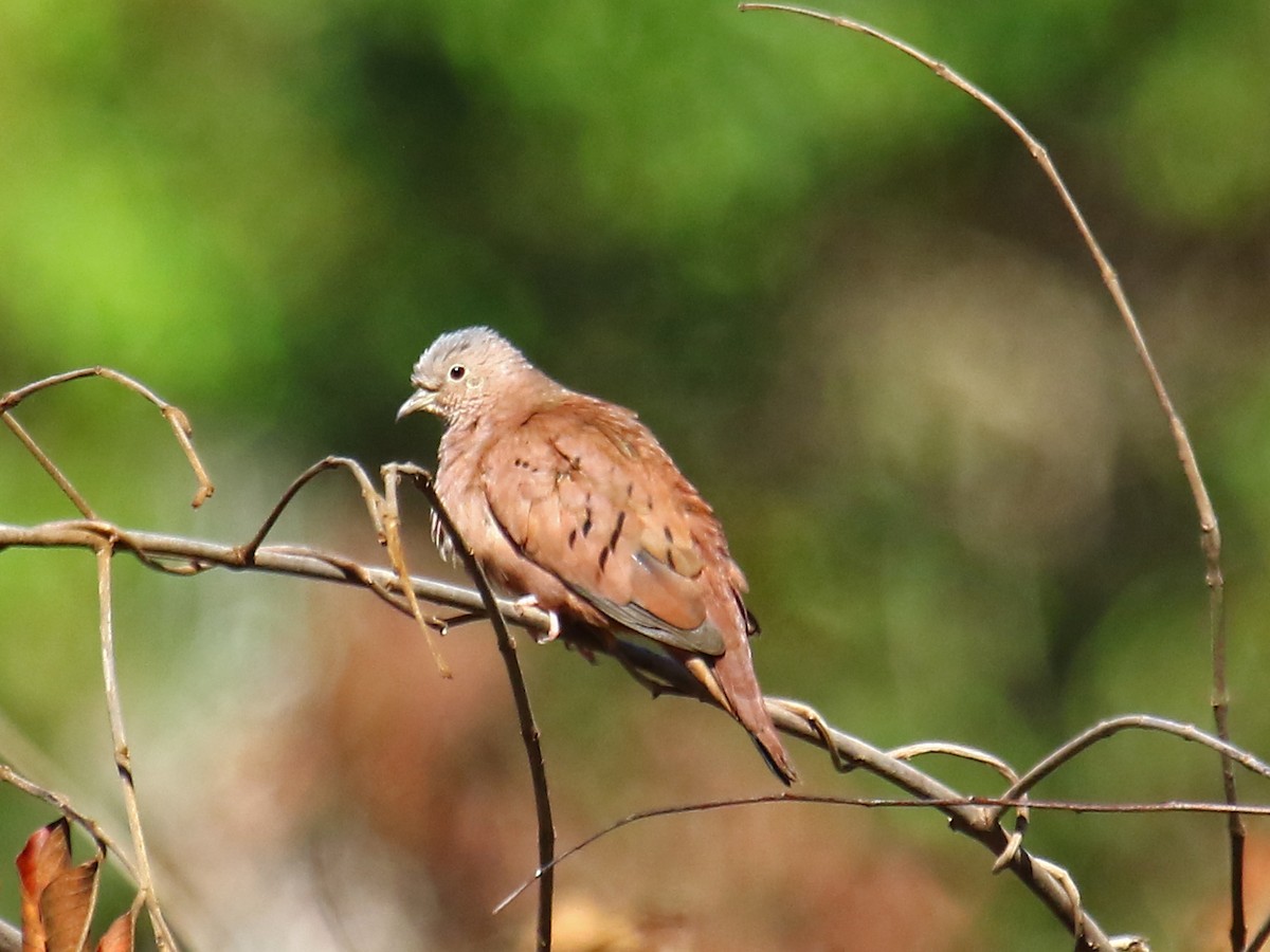 Ruddy Ground Dove - Carmen Lúcia Bays Figueiredo