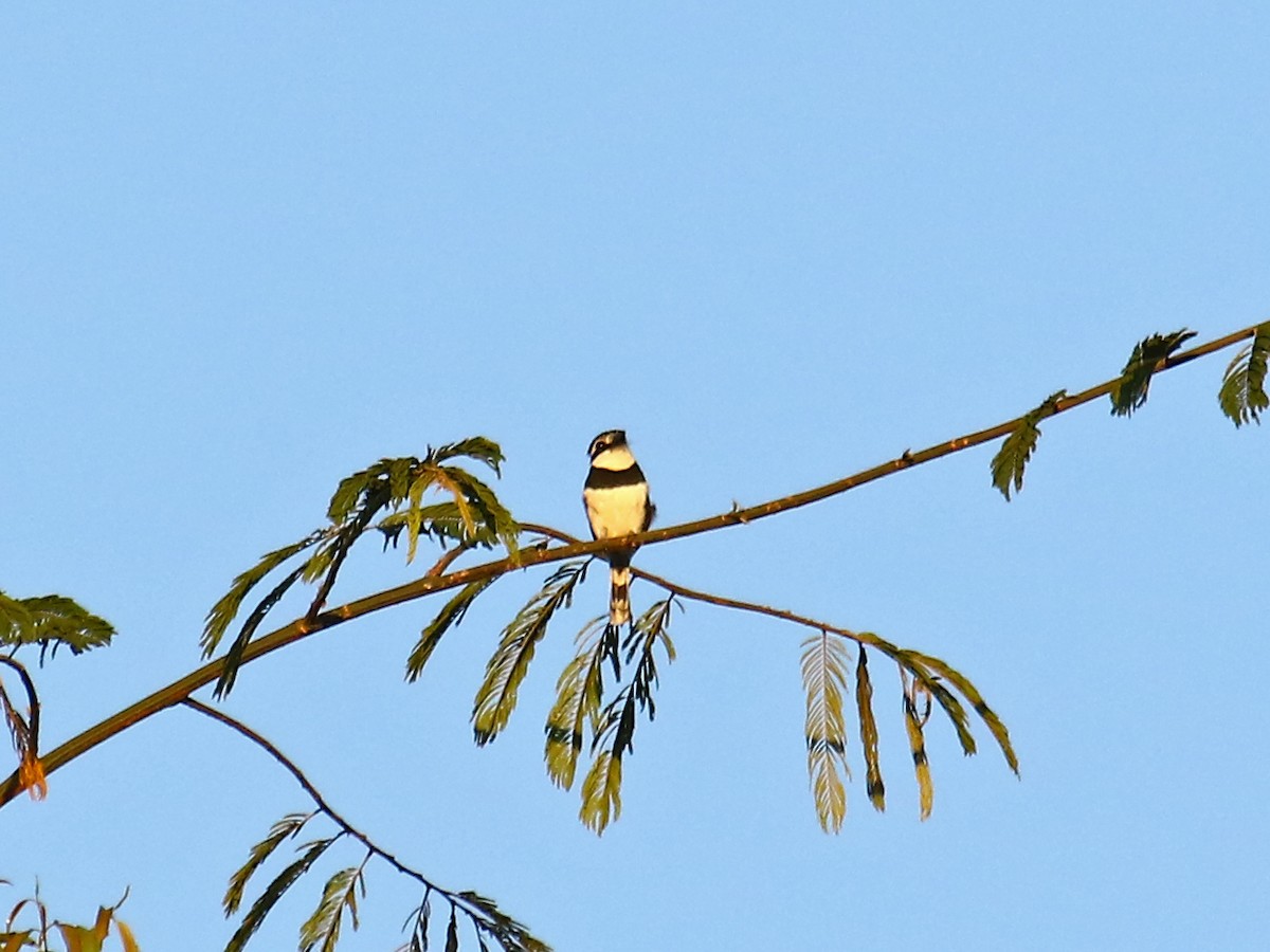 Pied Puffbird - ML167876621