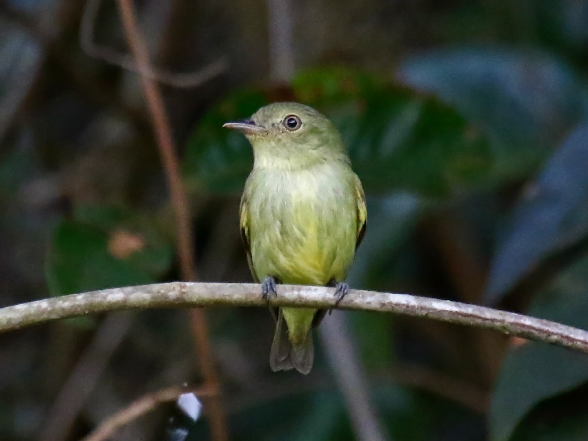 Dwarf Tyrant-Manakin - ML167876691