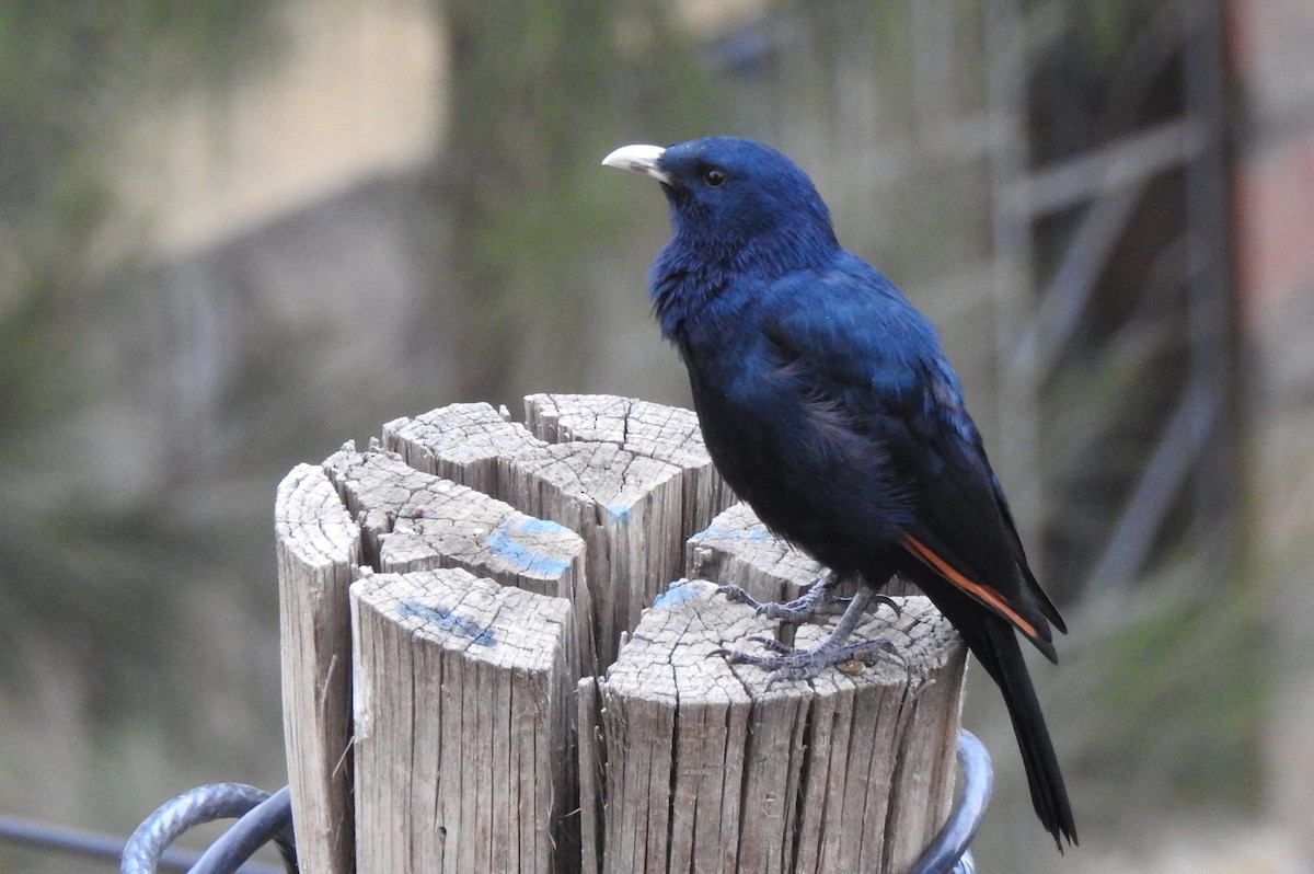 White-billed Starling - ML167877831