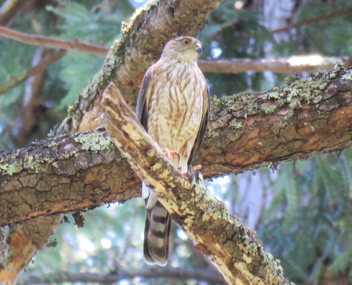 Sharp-shinned Hawk - Chris O'Connell