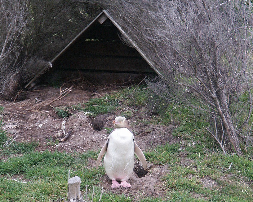 Pingüino Ojigualdo - ML167880071