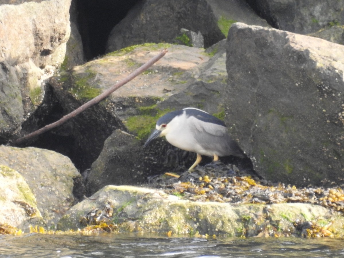 Black-crowned Night Heron - ML167880261