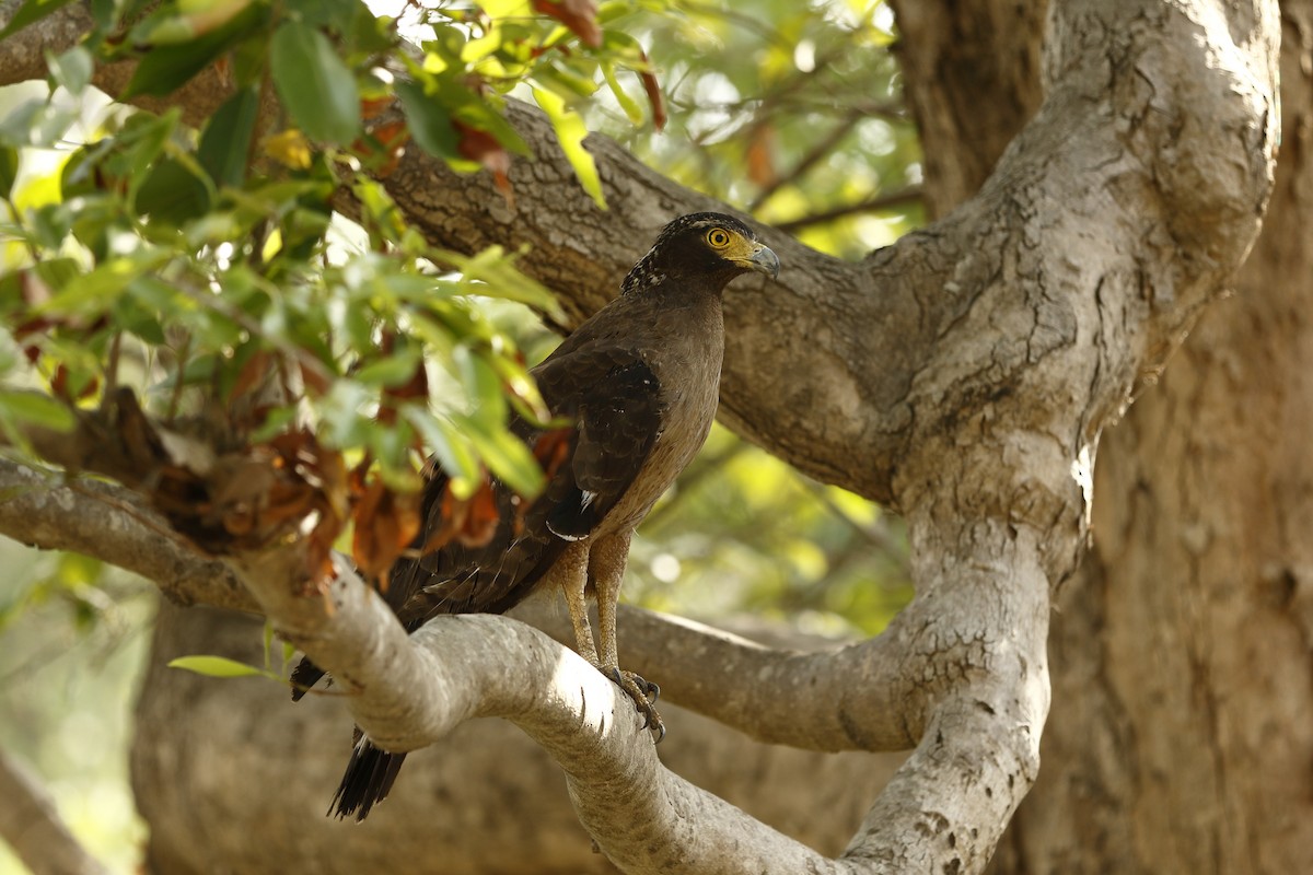 Crested Serpent-Eagle - ML167880351