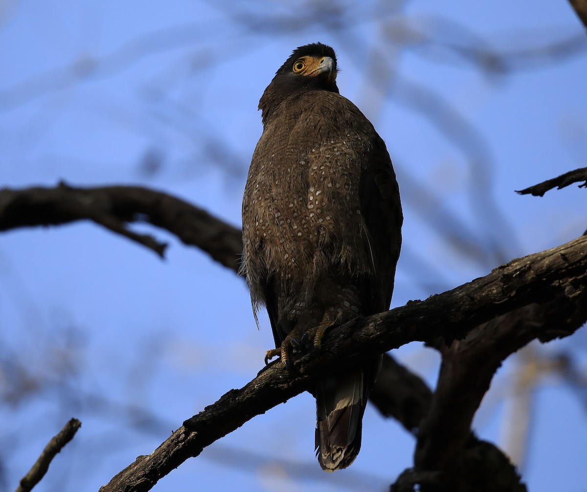 Crested Serpent-Eagle - ML167880501