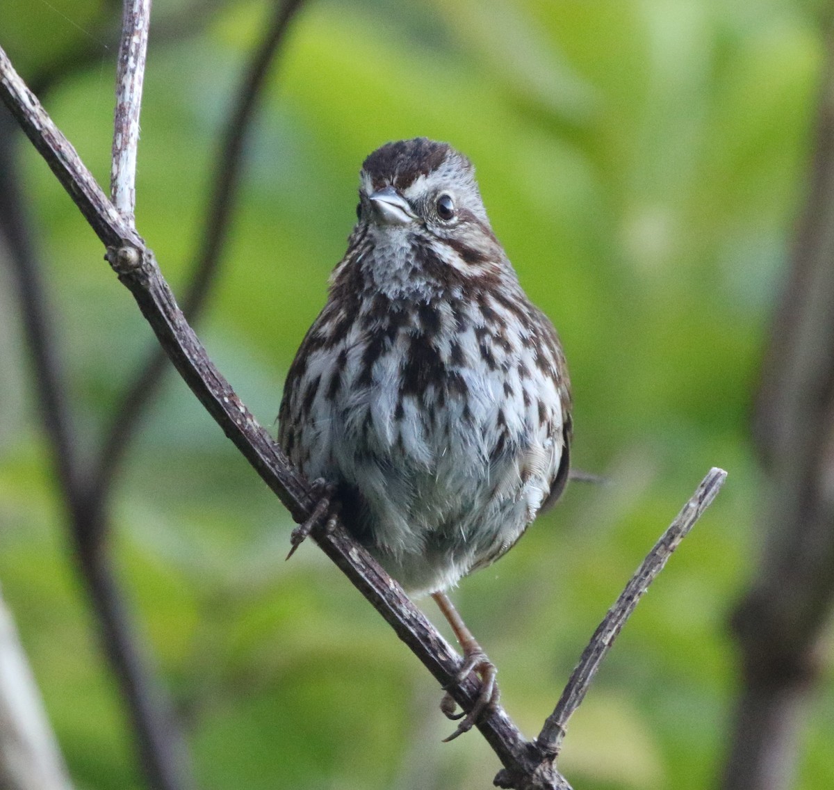 Song Sparrow - ML167882241