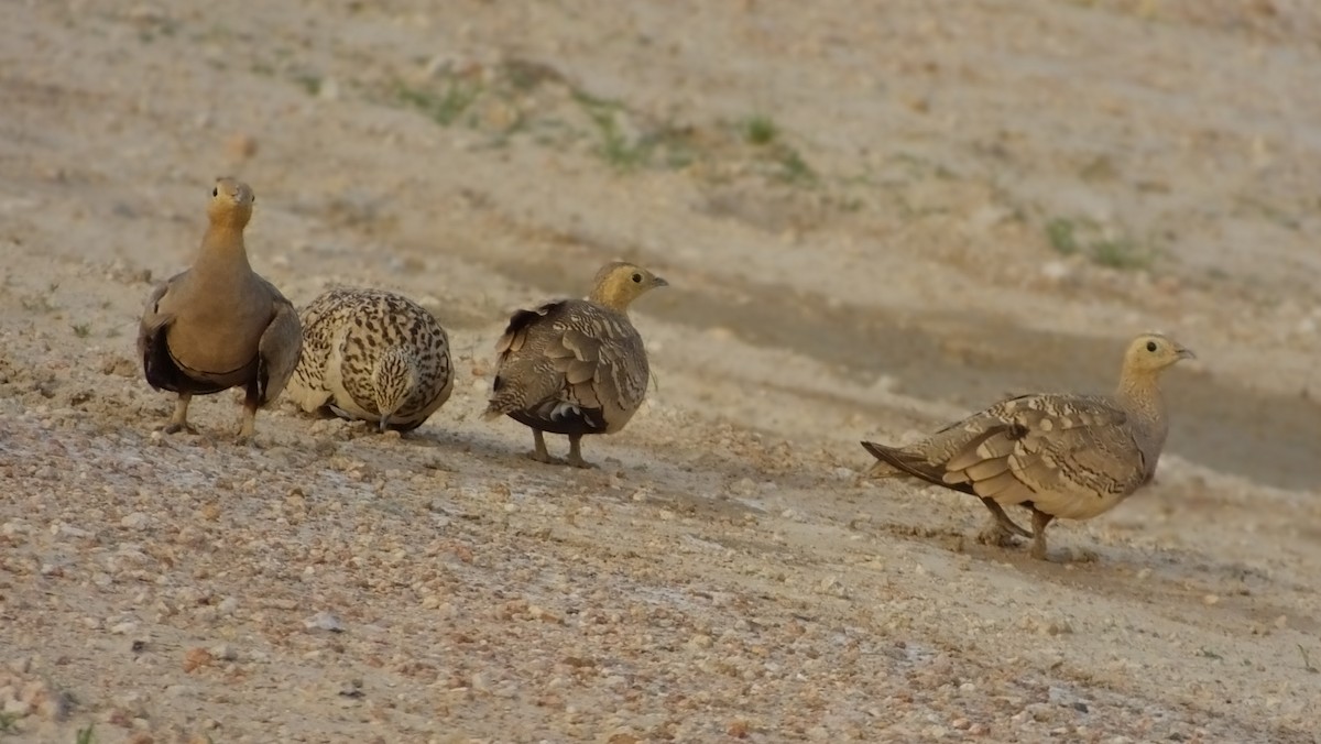 Chestnut-bellied Sandgrouse - ML167885991