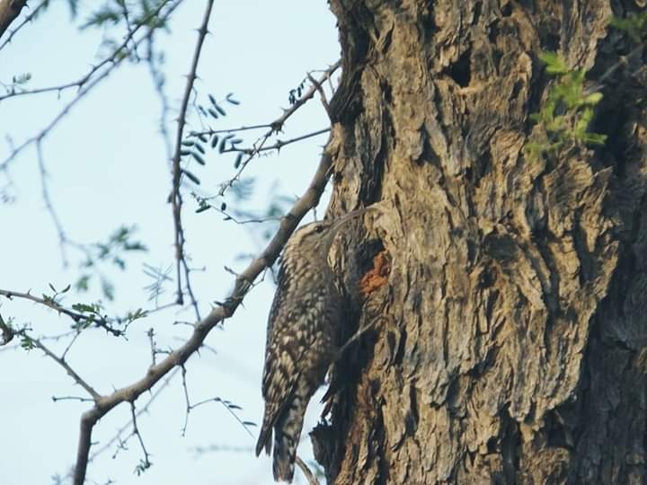 Indian Spotted Creeper - ML167886351