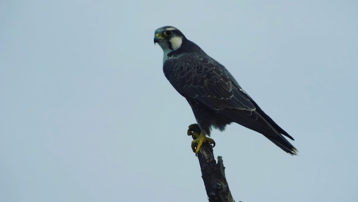 Laggar Falcon - ANAND PRASAD