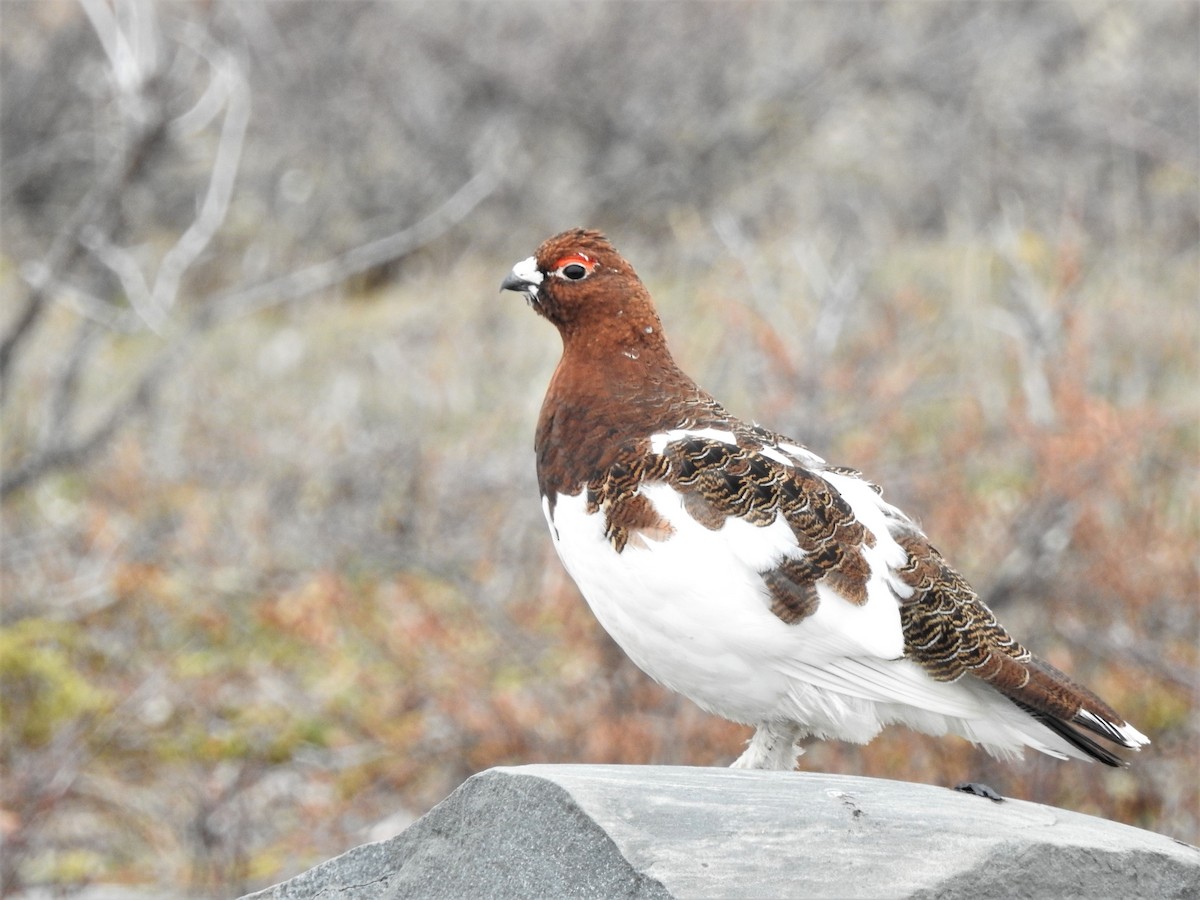 Moorschneehuhn - ML167886581