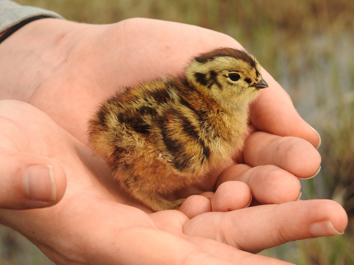 Lagópodo Común - ML167886641