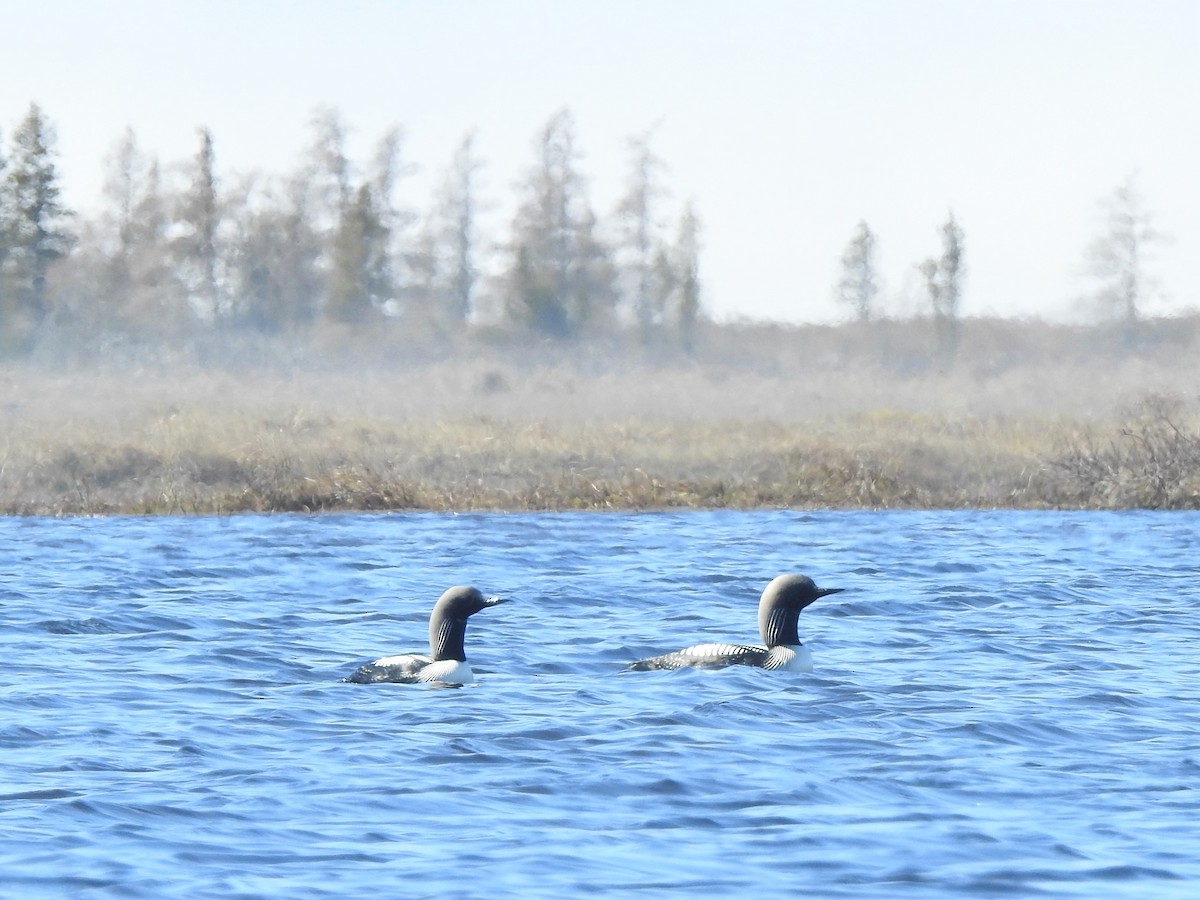 Pacific Loon - ML167887021