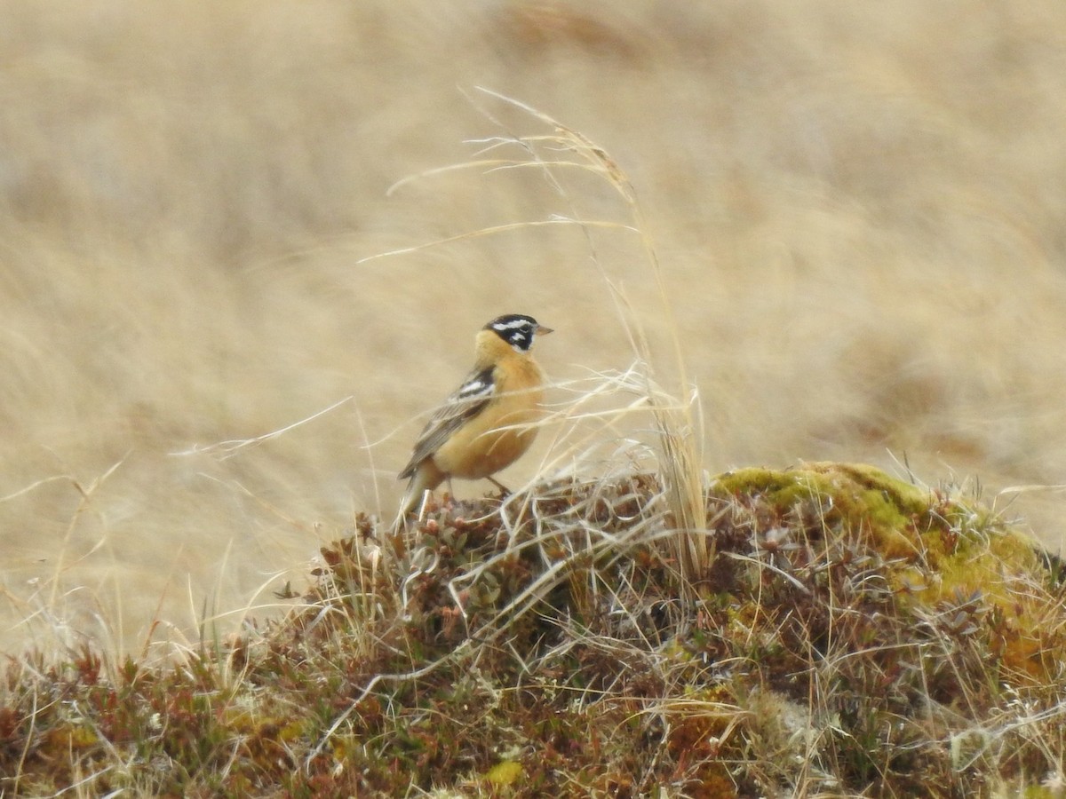 Smith's Longspur - Riley Walsh