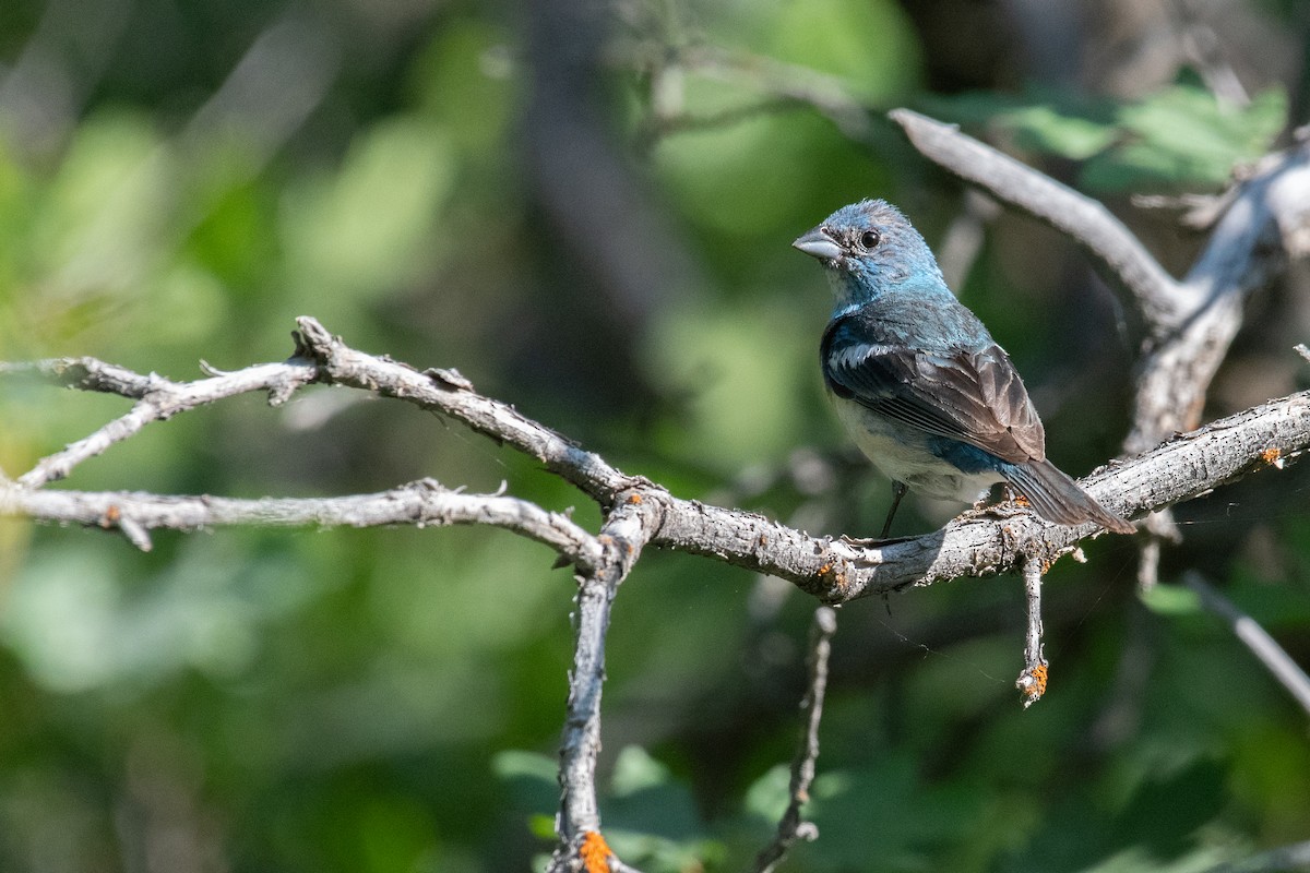 Lazuli Bunting - Paul Gardner