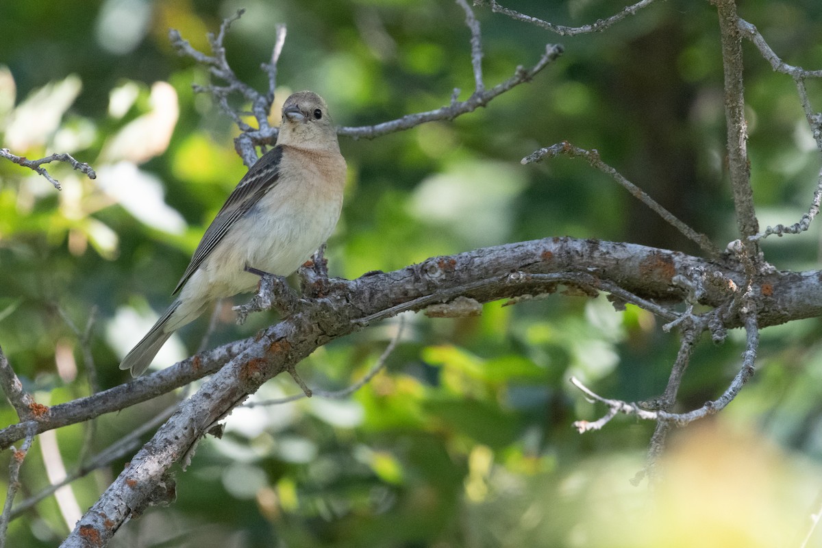 Lazuli Bunting - Paul Gardner