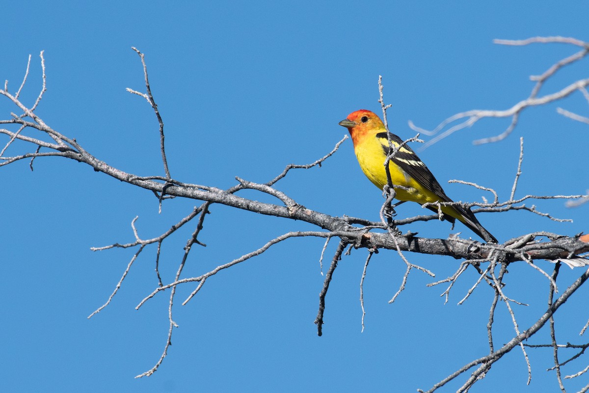 Western Tanager - Paul Gardner