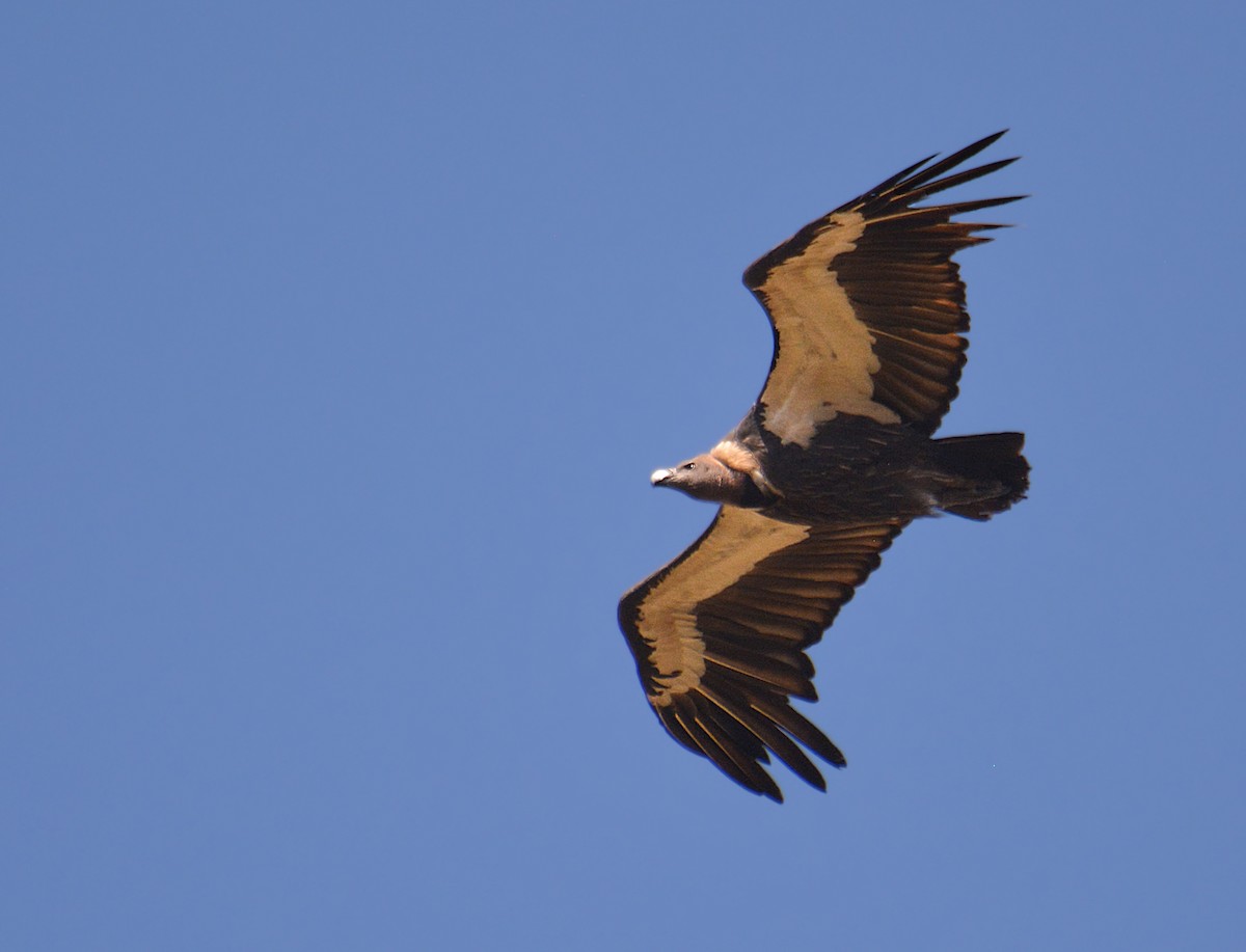 White-rumped Vulture - ML167887911