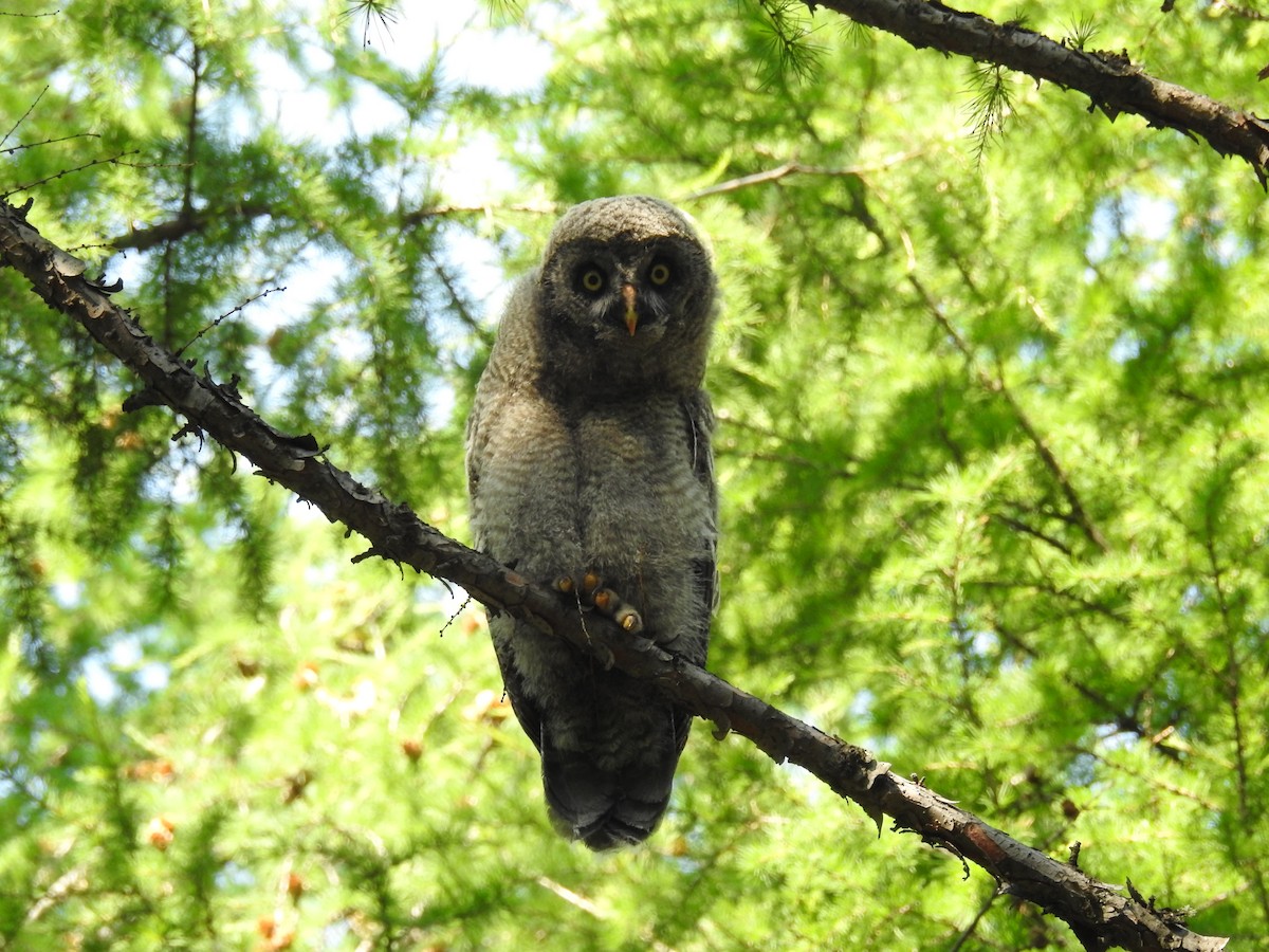 Great Gray Owl - ML167888671