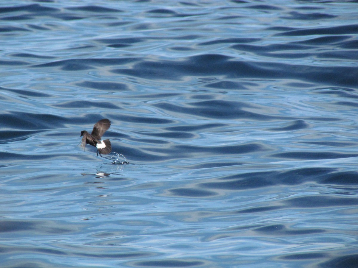 Ekaitz-txori txikia - ML167889351