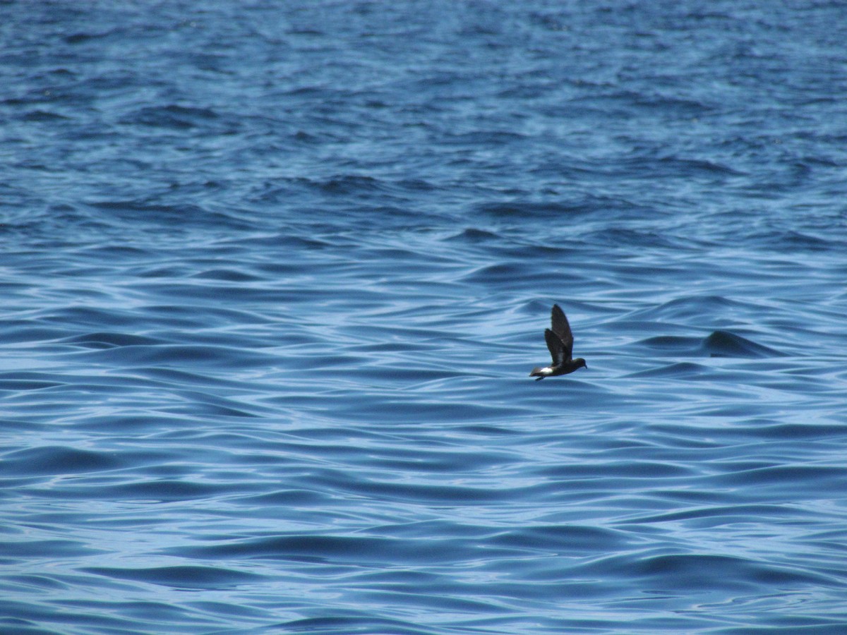 Ekaitz-txori txikia - ML167889361