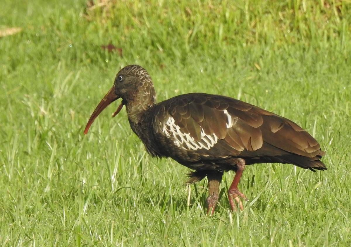 ibis etiopský - ML167889441
