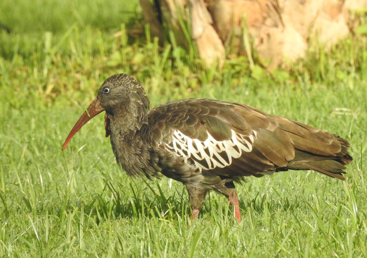 ibis etiopský - ML167889451