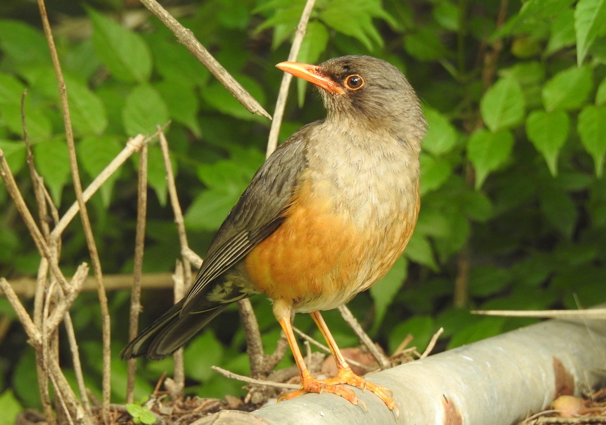 Abyssinian Thrush - ML167889571