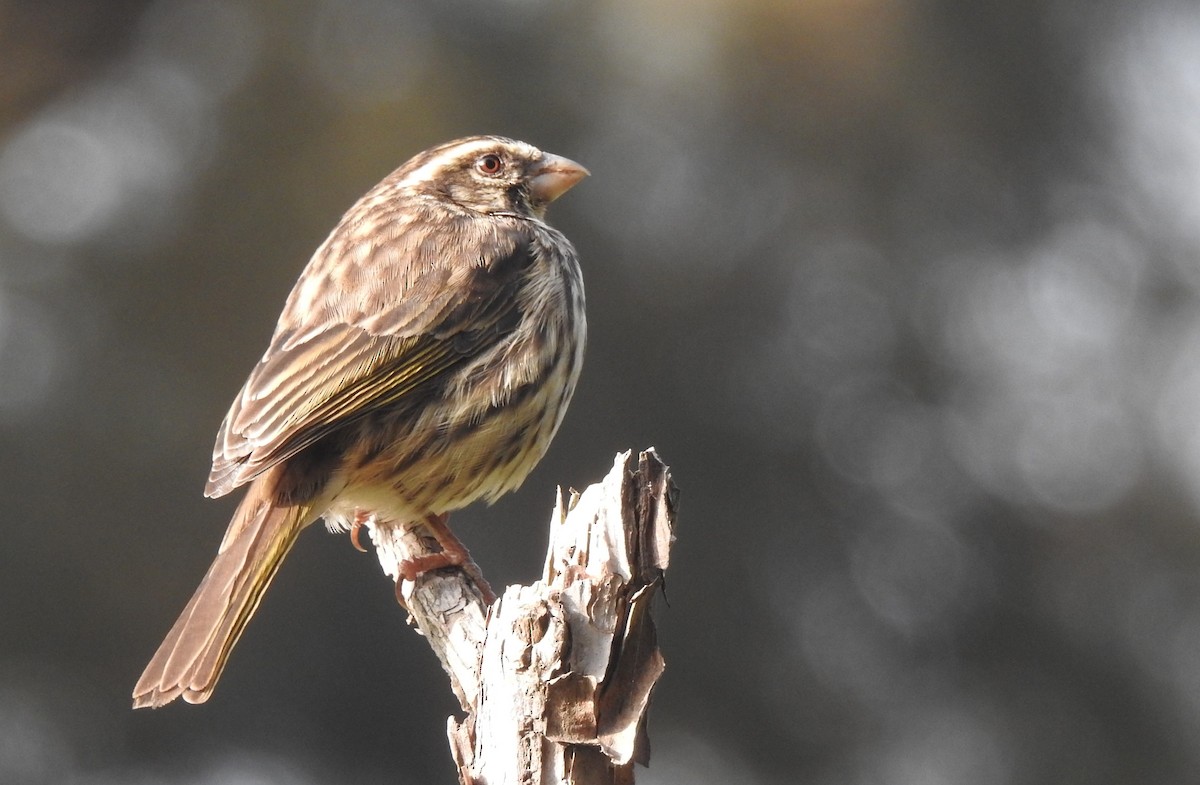 Streaky Seedeater - Joel Adams