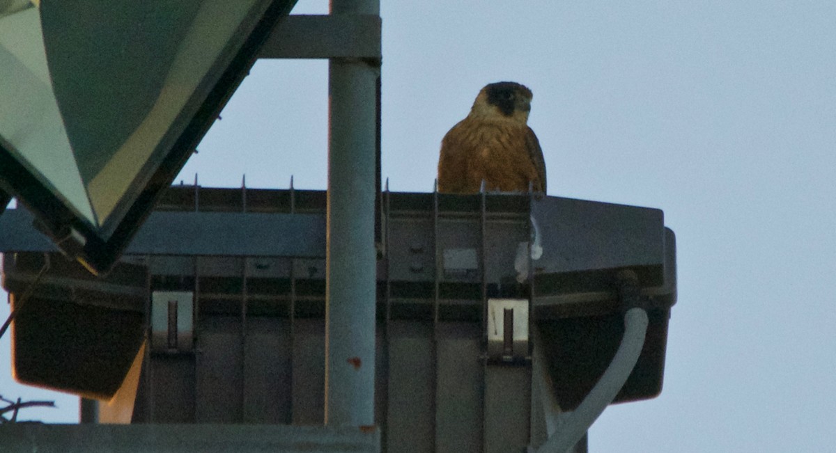 Australian Hobby - ML167890051