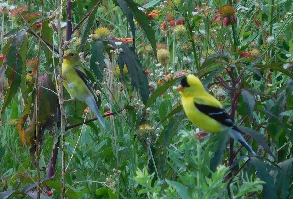 American Goldfinch - ML167892701