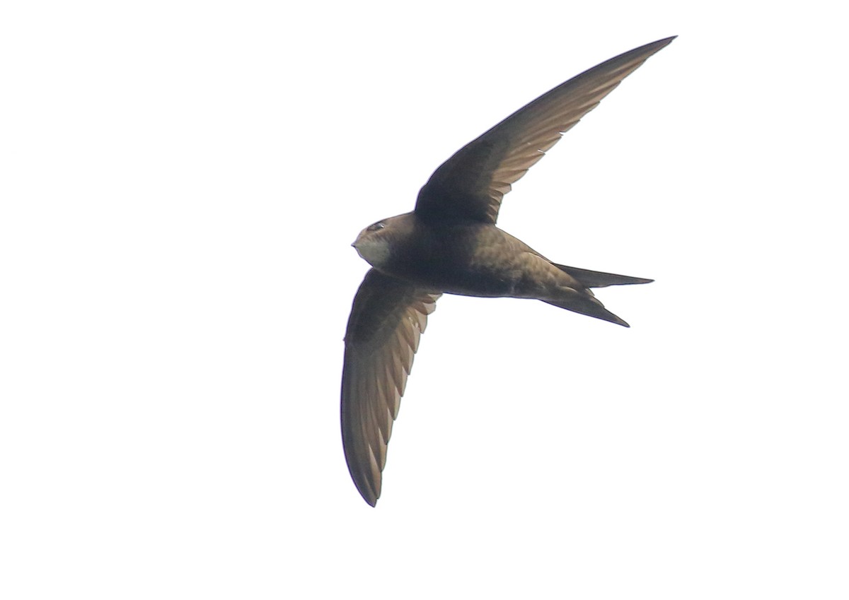 Common Swift - ML167892771