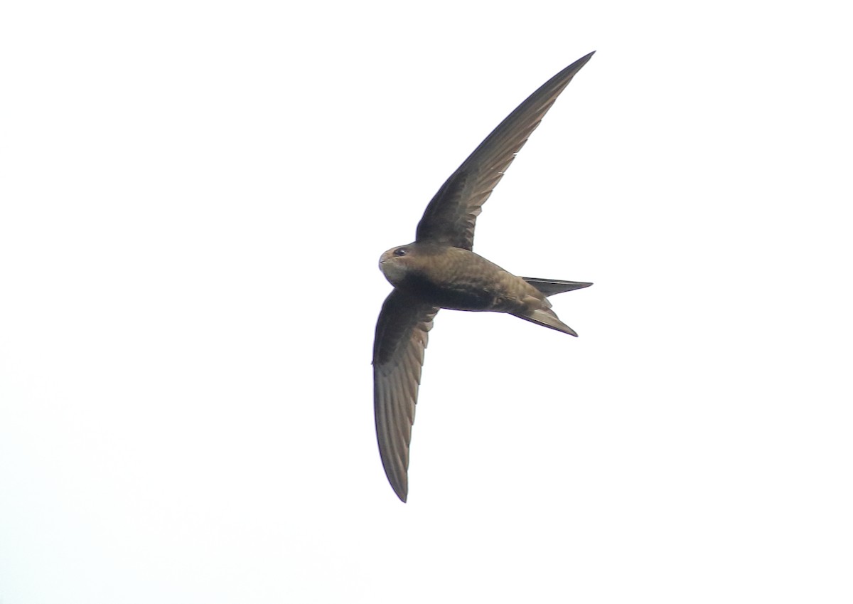 Common Swift - ML167892791