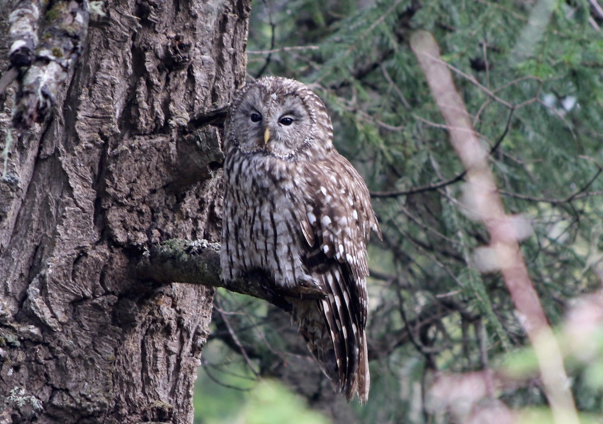 Ural Owl (Pere David's) - Jonathan Meyer