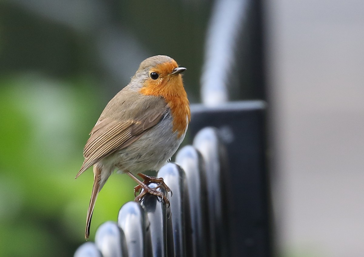 European Robin - ML167892861