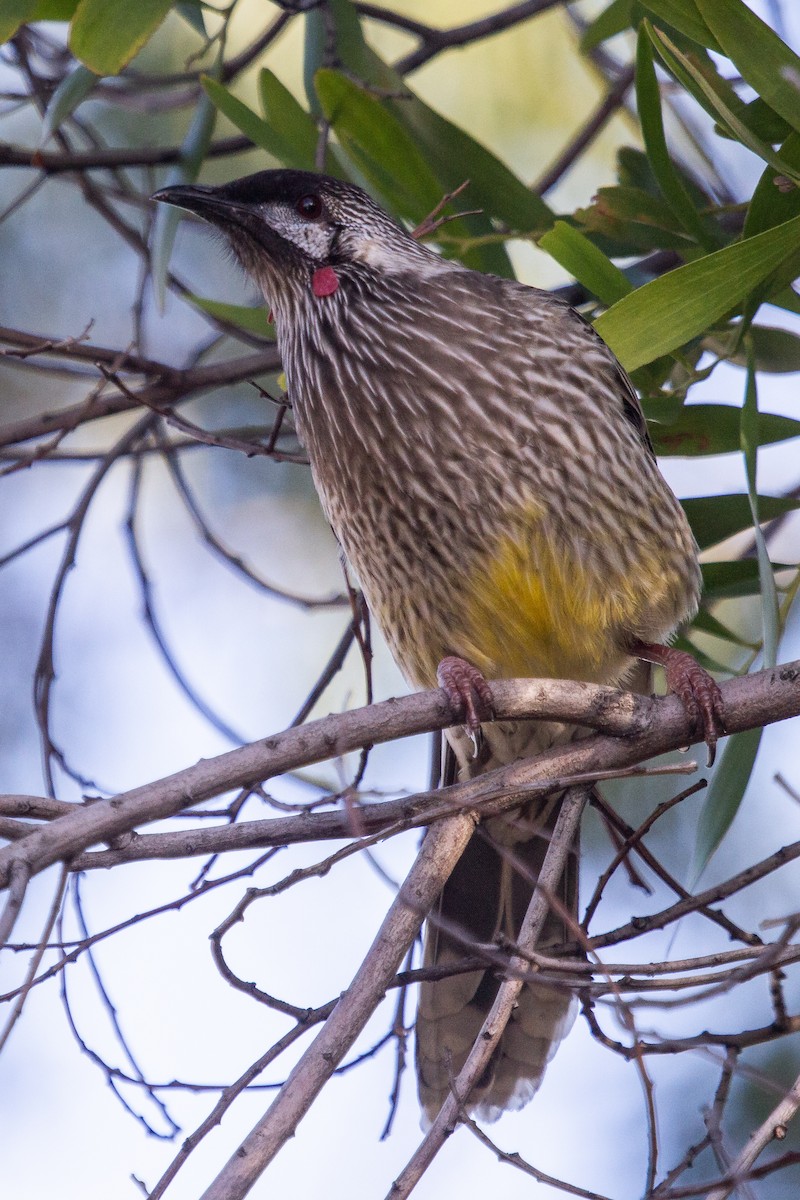 Red Wattlebird - ML167893131