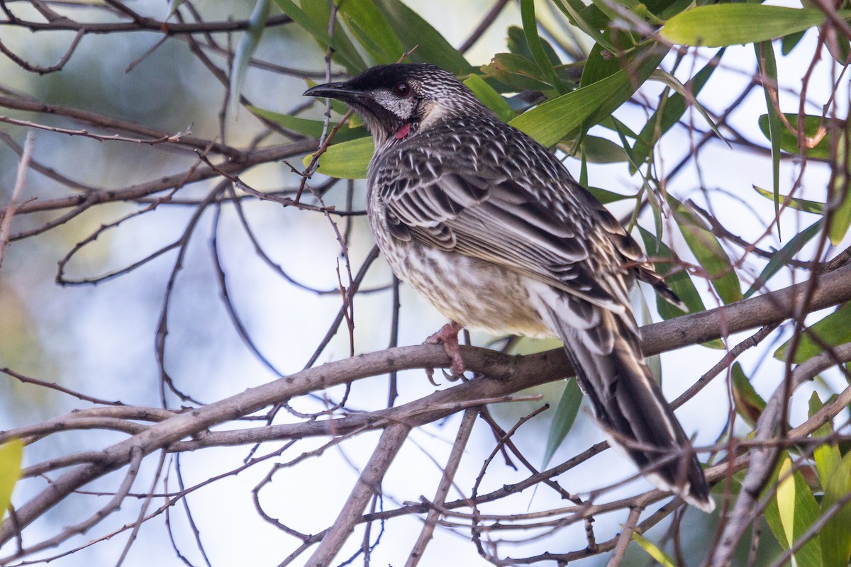 Red Wattlebird - ML167893141