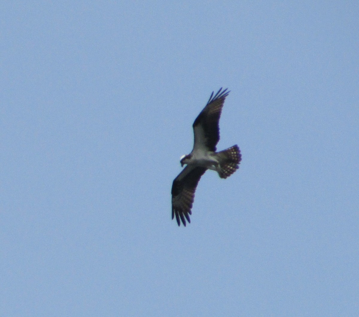 Águila Pescadora - ML167894501